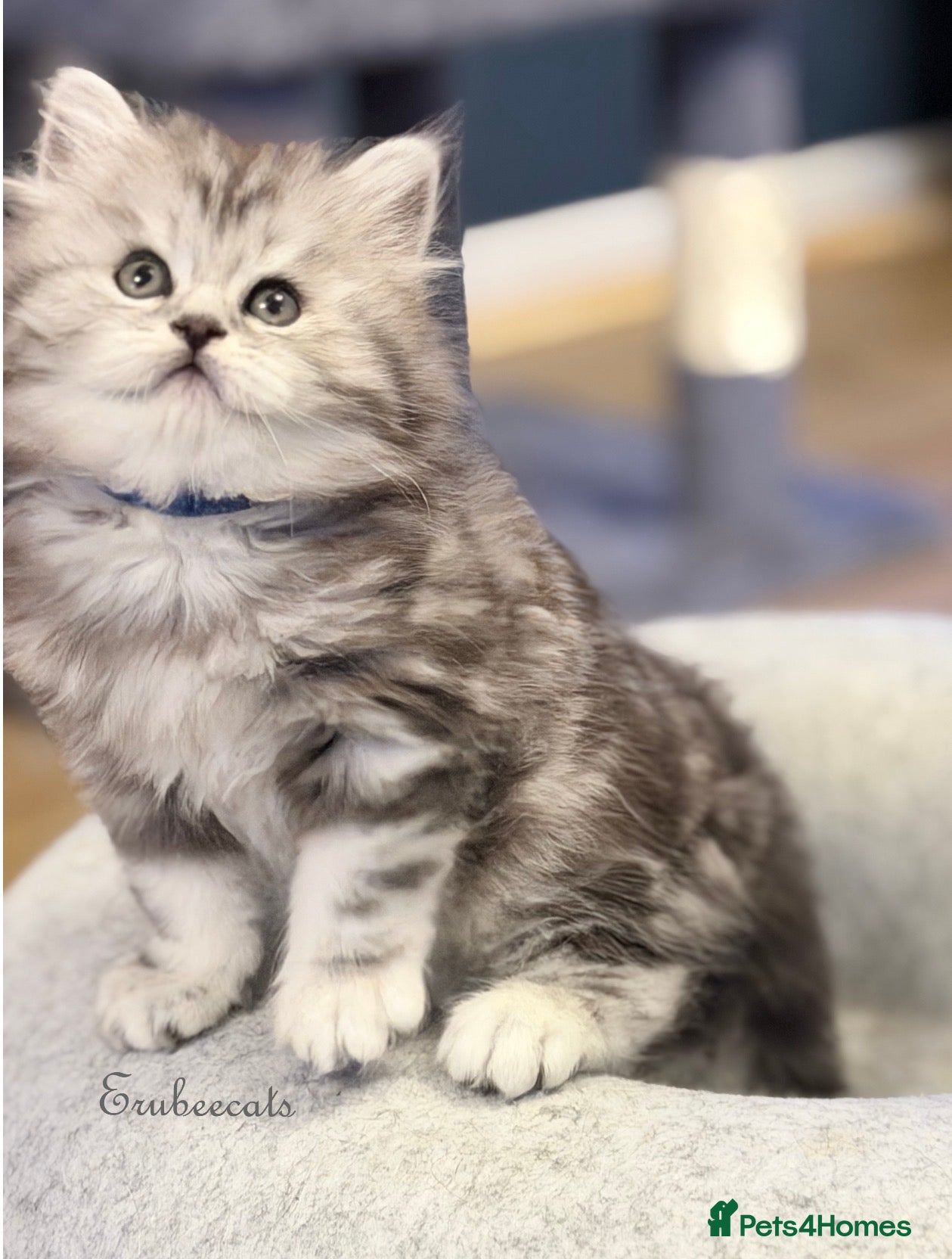 British Longhair cats RARE GCCF reg PKD Clear BLH Silver Tabby Kittens - Advert 1