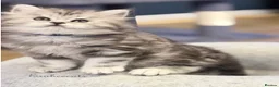 British Longhair cats for sale: RARE GCCF reg PKD Clear BLH Silver Tabby Kittens - Advert 1