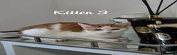 Mixed Breed cats for sale: Litter of 4 ginger tabbys available for rehoming - Advert 6