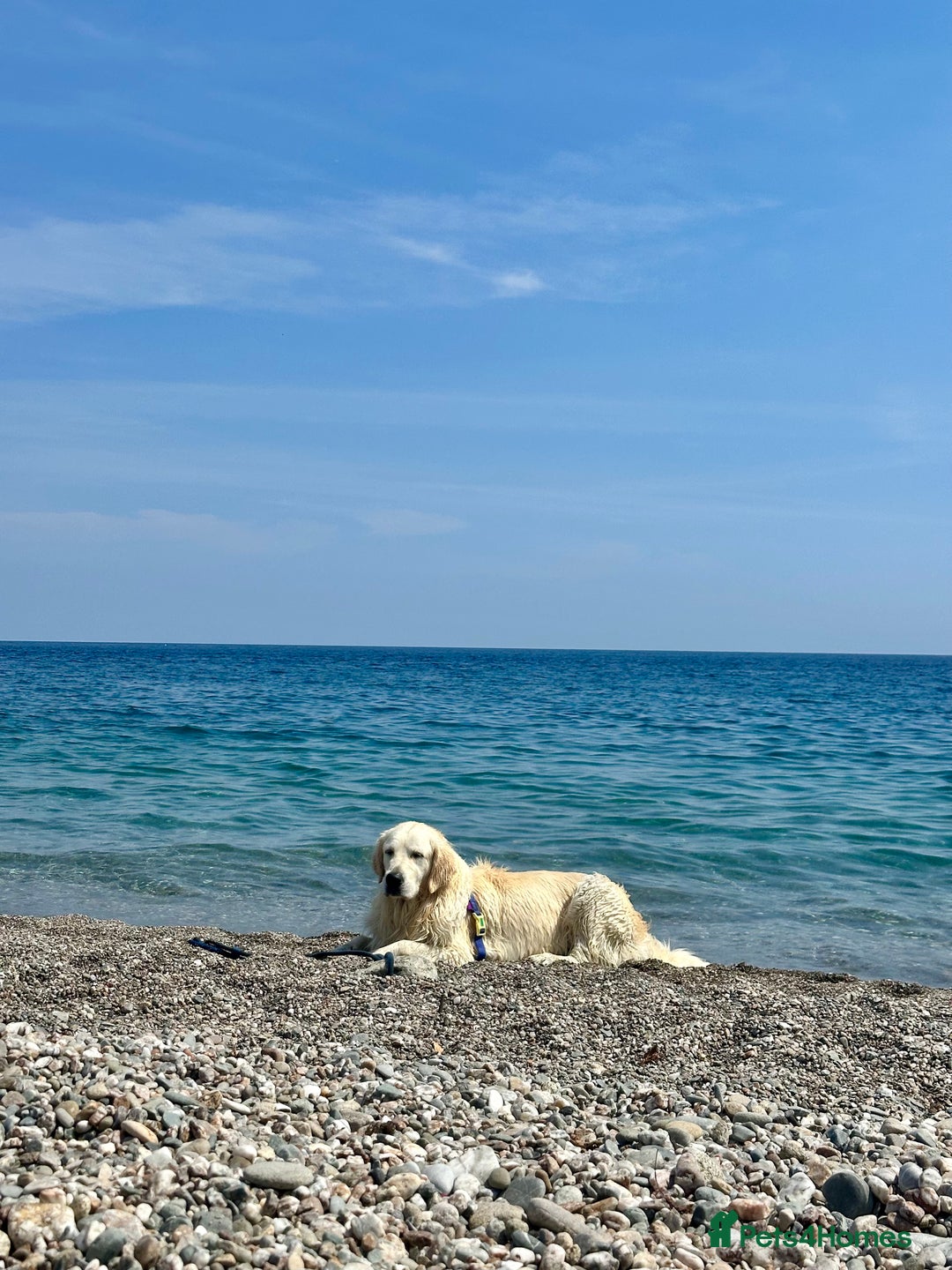 Golden Retriever dogs for stud: KC English Cream Golden Retriever Stud - Image 34