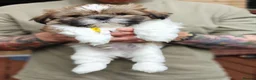 Shih Tzu dogs for sale: Tricolor Shih tzu boy looking for forever home 🐾 in Edinburgh - Advert 3