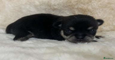 Chihuahua dogs - Advert 6