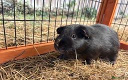 Guinea Pig rodents for sale: Sweet guinea pig boys to rehome. - Image 8