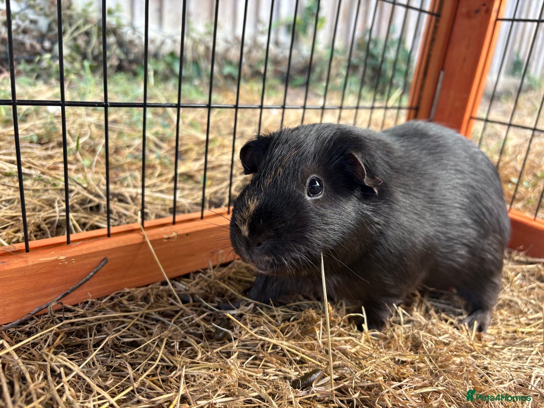 Guinea Pig rodents for sale: Sweet guinea pig boys to rehome. - Image 8