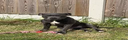 Staffordshire Bull Terrier dogs for sale: Blue staff - Advert 2