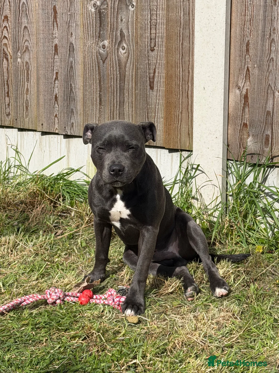 Staffordshire Bull Terrier dogs for sale: Blue staff - Advert 2