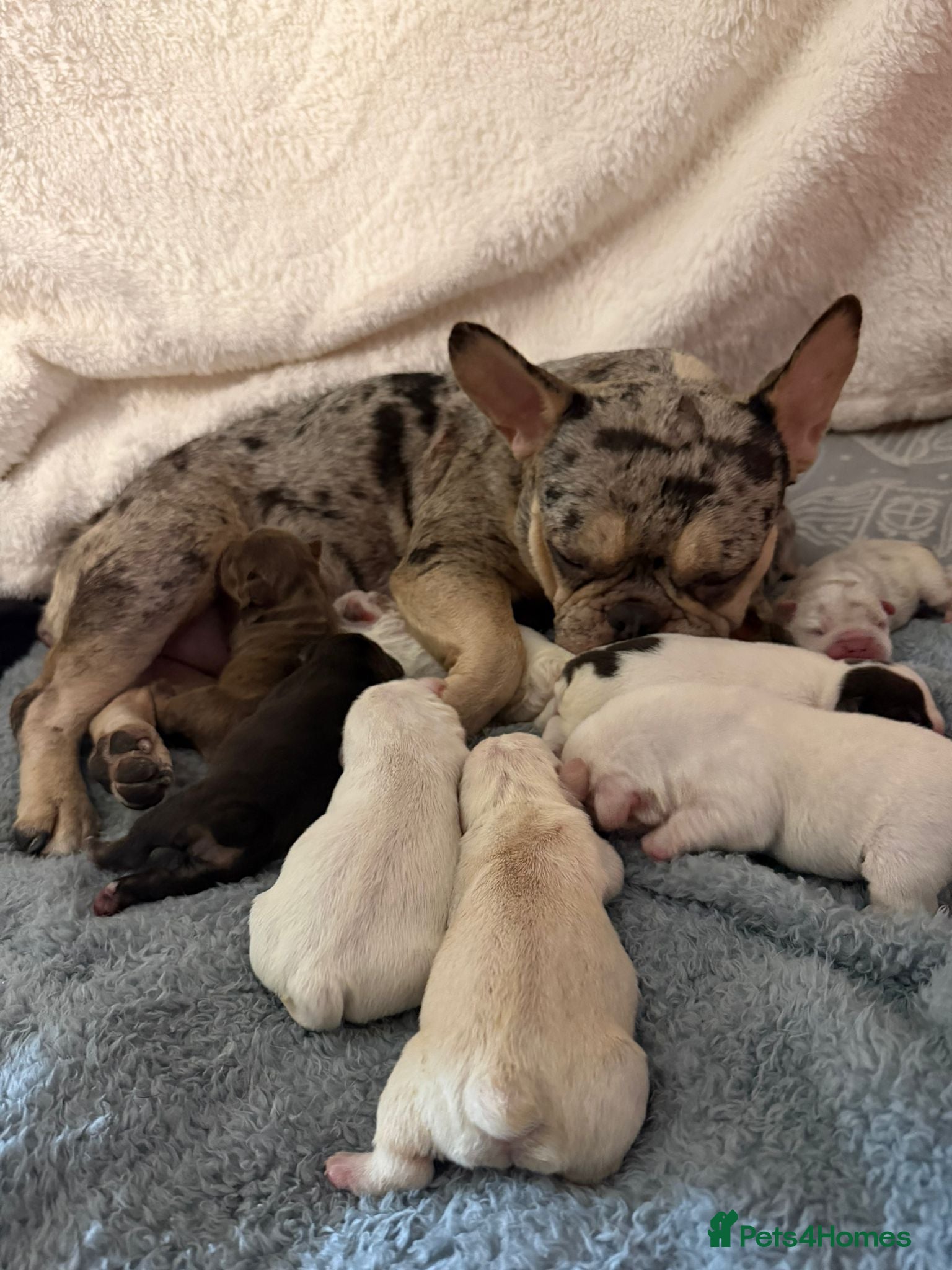 French Bulldog dogs Gorgeous French Bulldog Puppies♡ - Advert 10