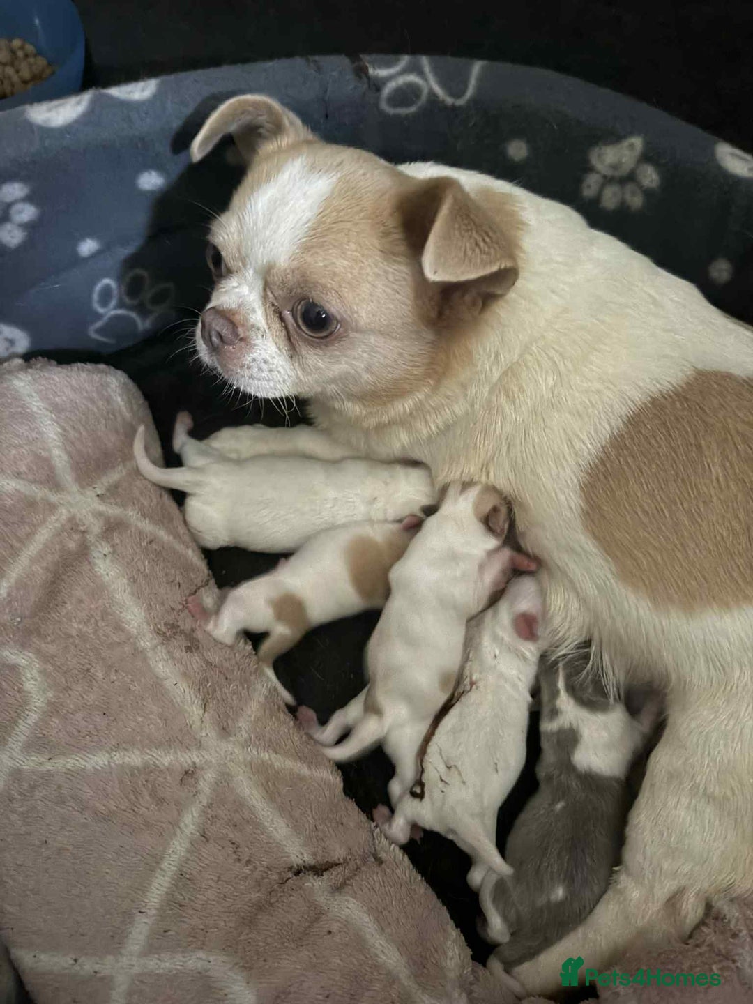 Chihuahua dogs for sale: Kc registered chihuahua pups  - Image 17