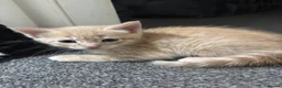 Mixed Breed cats for sale: ‼️READY NOW‼️ - Advert 5