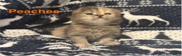 Persian cats for sale: 5 gorgeous PKD Negative Chinchilla Persian kittens - Advert 3