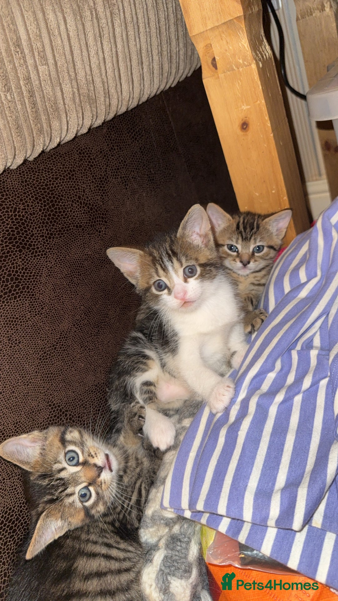 Mixed Breed cats for sale: 4 Kittens for sale  - Advert 1
