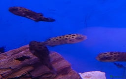 Other/Mixed Breed fish for sale: Fish Stock List - Updated Regularly  - Image 6