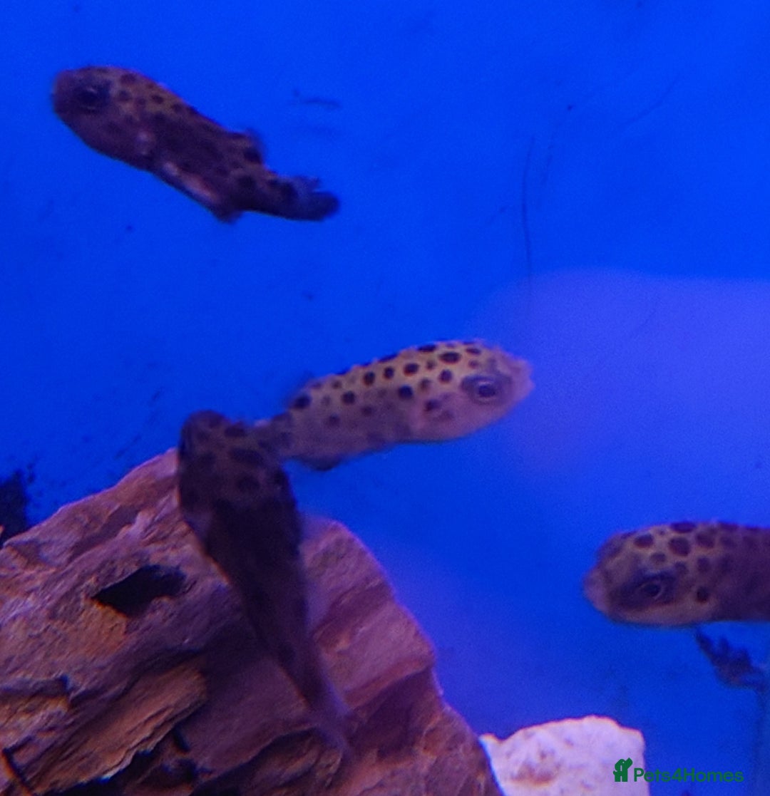 Other/Mixed Breed fish for sale: Fish Stock List - Updated Regularly  - Image 6