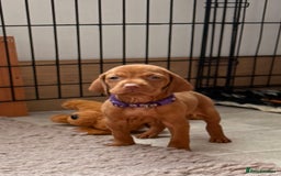 Hungarian Vizsla dogs for sale: Hungarian Vizsla - Image 16