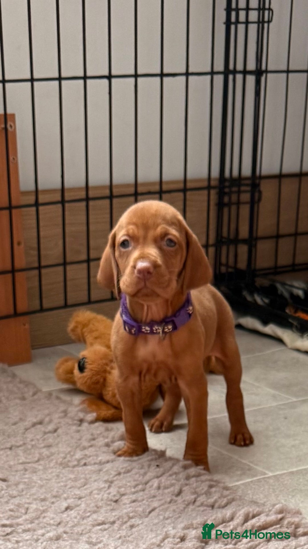 Hungarian Vizsla dogs for sale: Hungarian Vizsla - Image 16