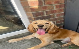 Cocker Spaniel dogs for sale: Marley - Image 5