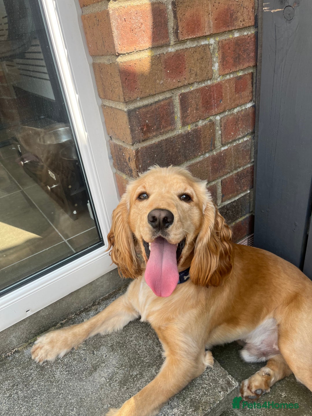 Cocker Spaniel dogs for sale: Marley - Image 5
