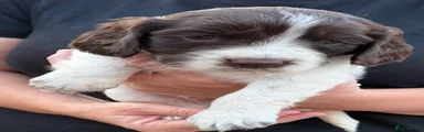 Cocker Spaniel 6