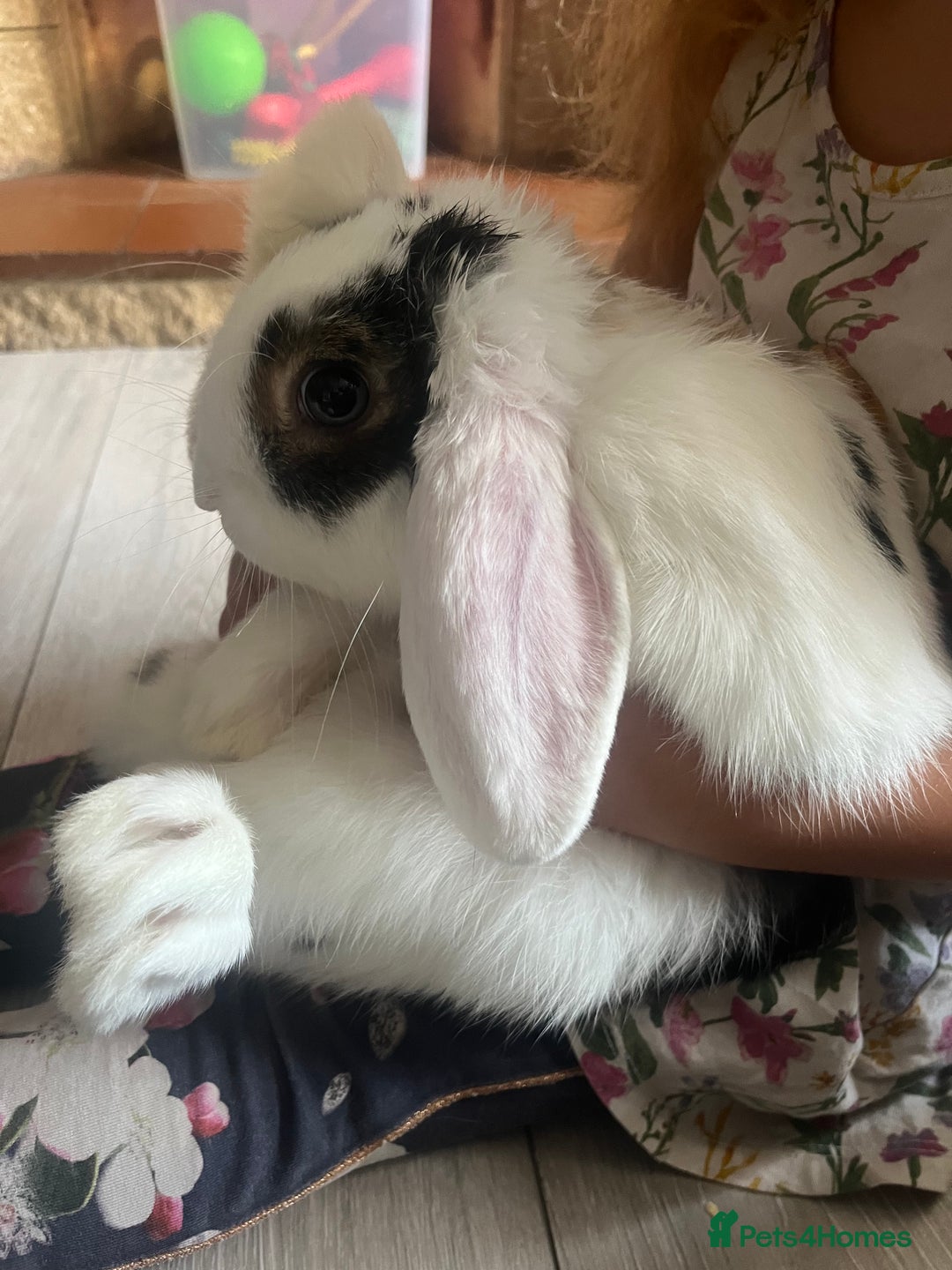 Mini Lop rabbits for sale: 3 rabbits  - Advert 5