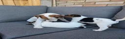 Parson Russell dogs for sale: Parson Russell terrier (health tested) - Advert 1