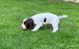 English Springer Spaniel dogs for sale: English Springer Spaniel puppies (2 lovely boys) - Image 17