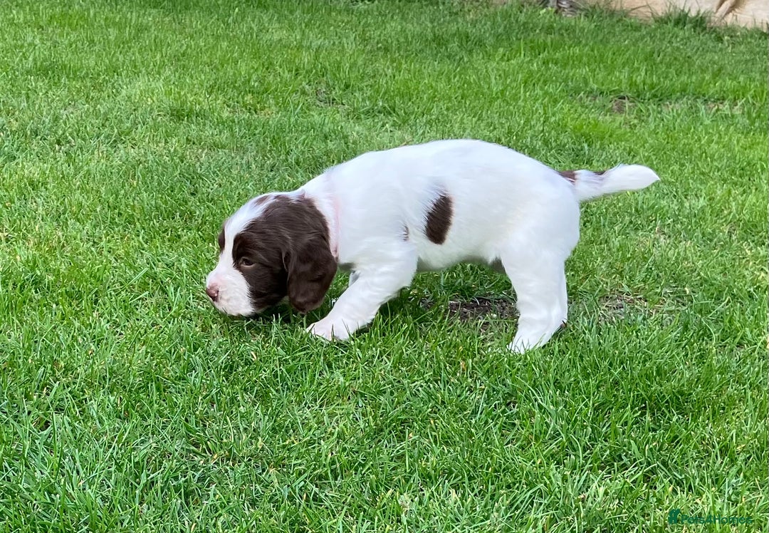 English Springer Spaniel dogs for sale: English Springer Spaniel puppies (2 lovely boys) - Image 17