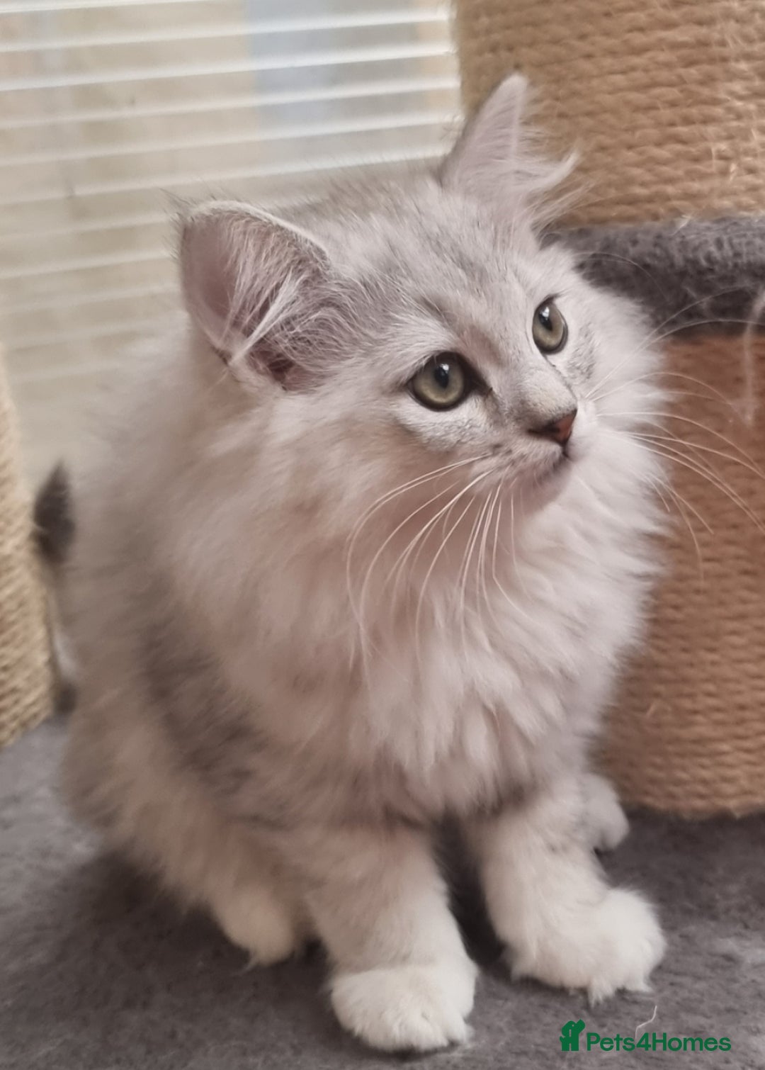 Persian cats for sale:  Boy and Girl pair to go together - Image 7
