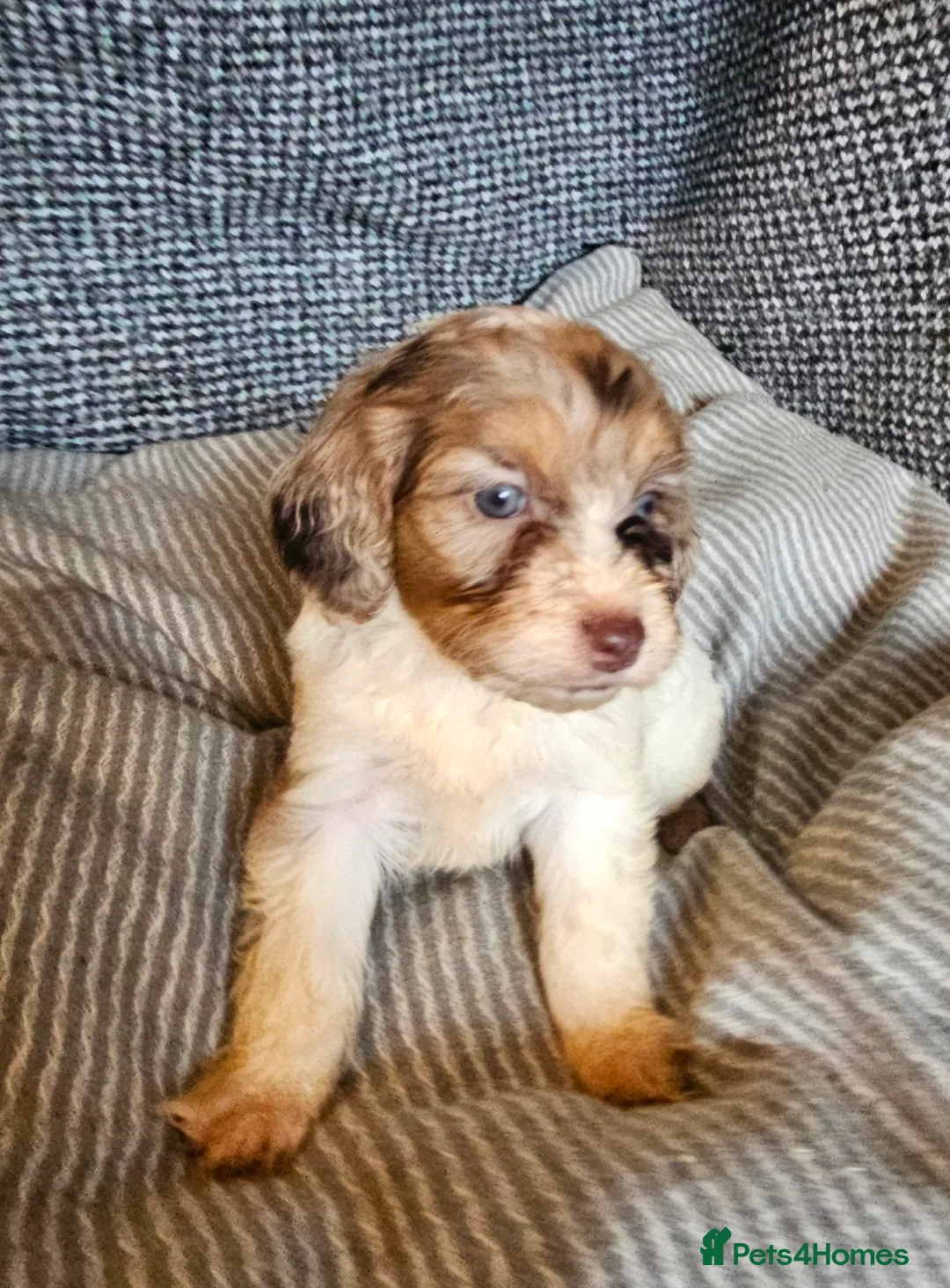 Cockapoo dogs for sale: Cockerapoo puppies merle F1 - Advert 8