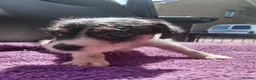 Jack Russell dogs for sale: Jack Russell puppies, full pedigree  - Advert 19