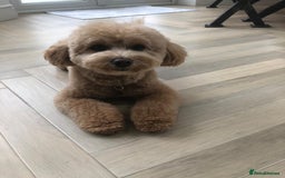 Cavapoo dogs for sale: Beautiful 18 month old cavapoo girl  - Image 1