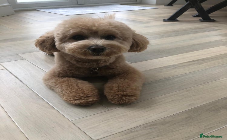 Cavapoo dogs - Advert 15