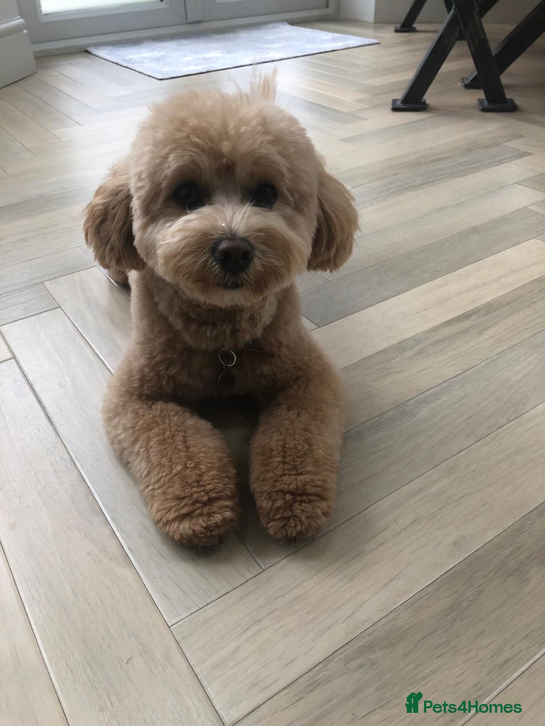 Cavapoo dogs for sale: Beautiful 18 month old cavapoo girl  - Image 1