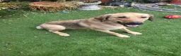 Mixed Breed dogs for adoption: SKY  ( 20 months) - Advert 10
