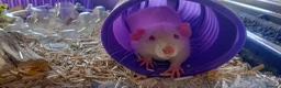 Rat rodents for sale: 3 Male rats plus cage, food and bedding etc in Cheltenham - Advert 5