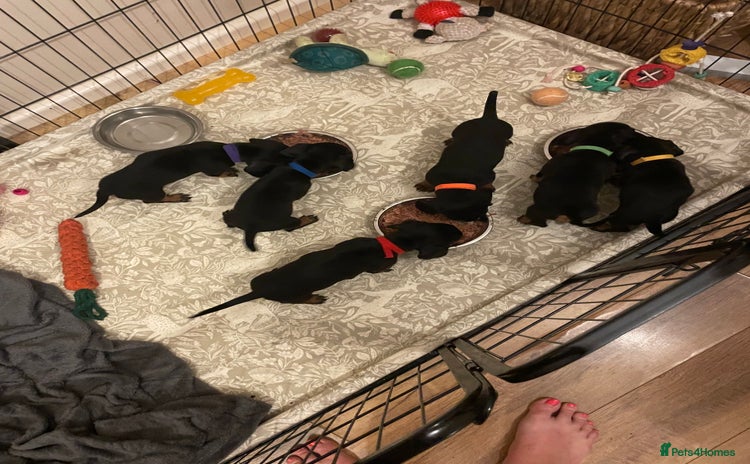 Miniature Dachshund dogs - Advert 3