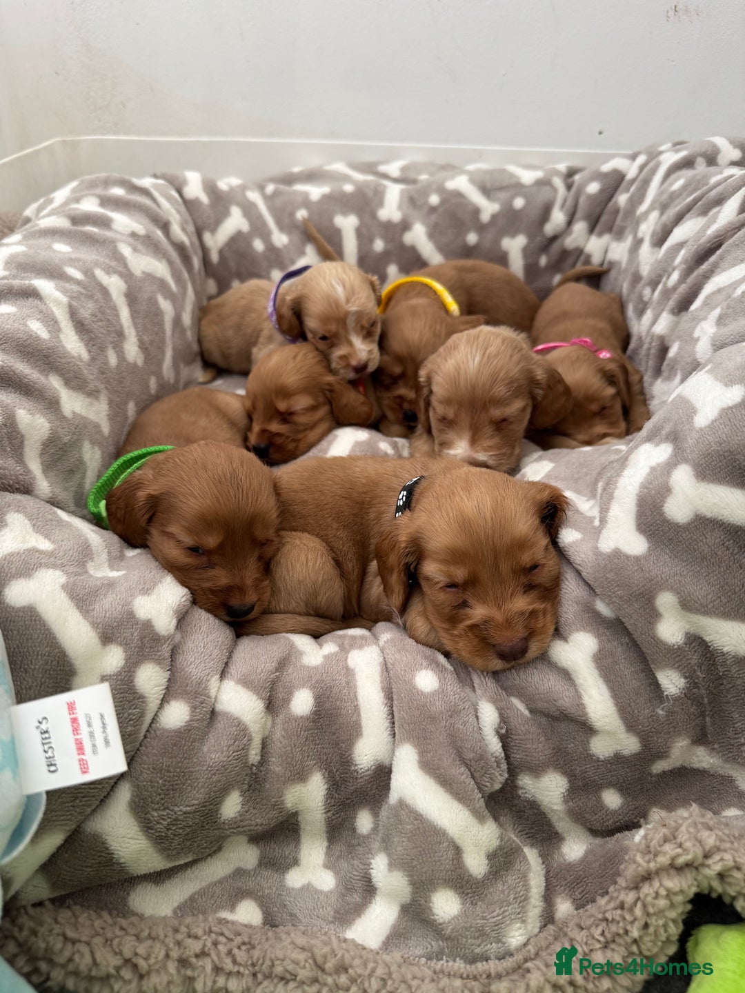 Cocker Spaniel dogs for sale: 🐾Exceptional Show Cocker Spaniels🐾 - Image 4