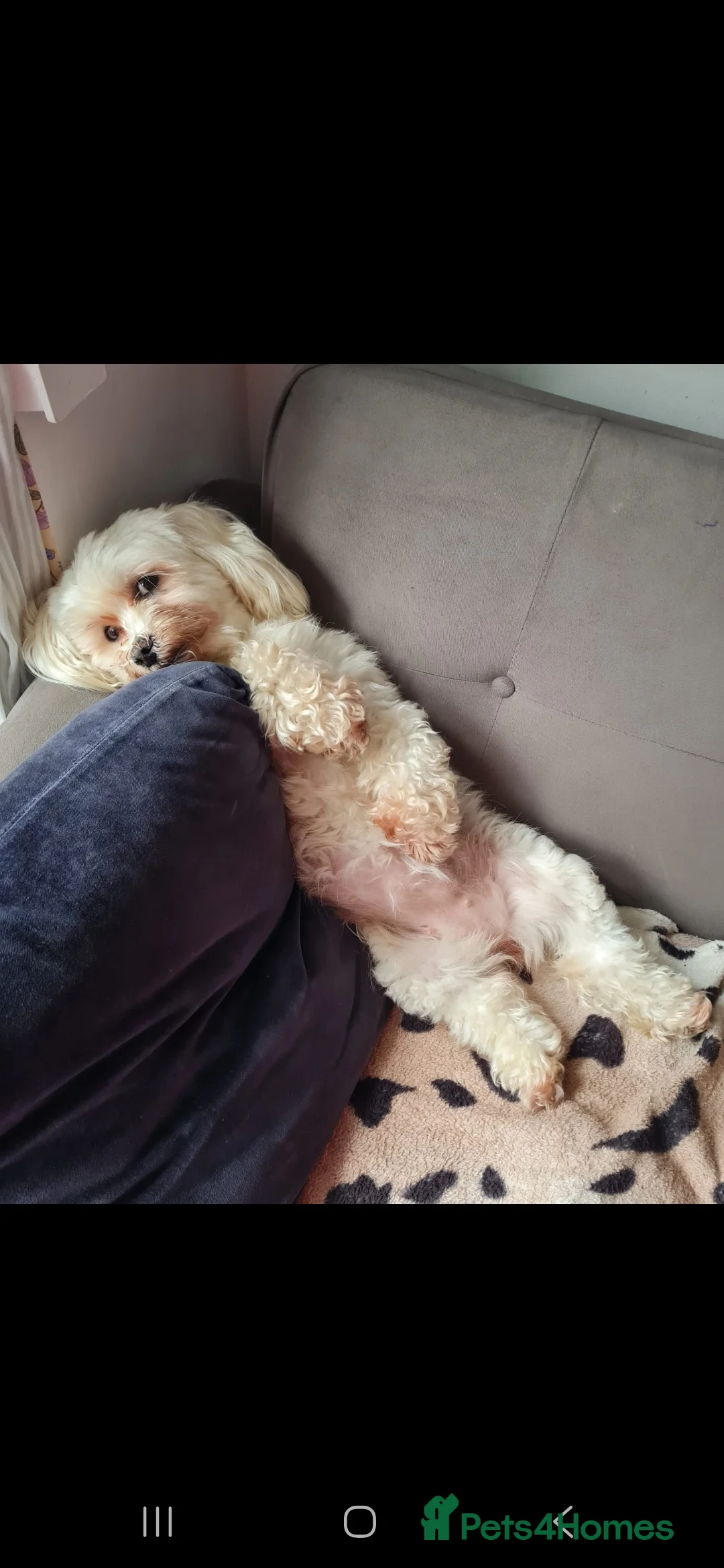 Maltipoo dogs for sale: Gorgeous maltipoo puppy in Birmingham - Advert 2