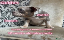 American Bully dogs for sale: ( Micro Bullys) - Image 2