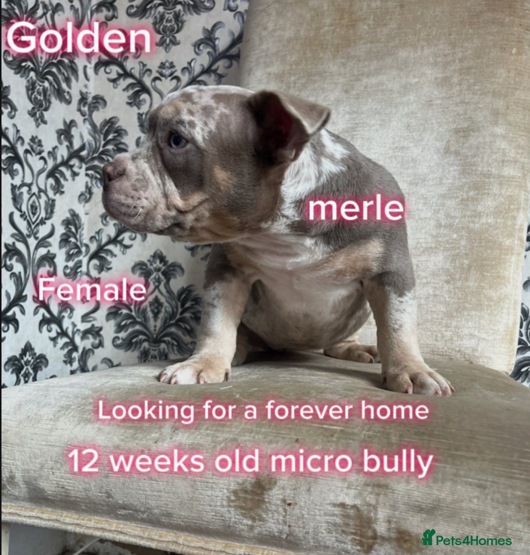 American Bully dogs for sale: ( Micro Bullys) - Image 2