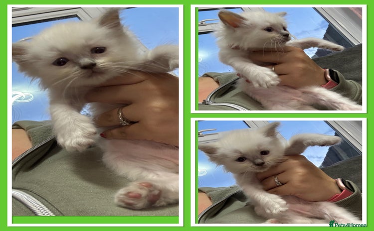 Ragdoll cats - Advert 3