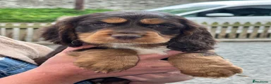 Puppy 7