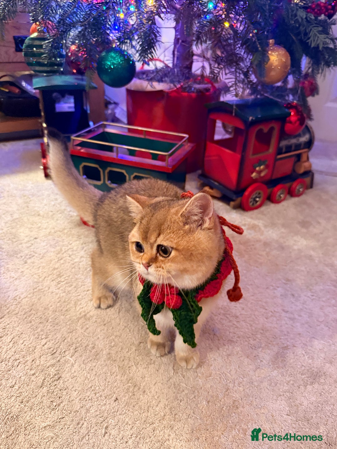 British Shorthair cats for sale: Last GIRL Beautiful Golden BSH Kittens –Rare Cold - Advert 2