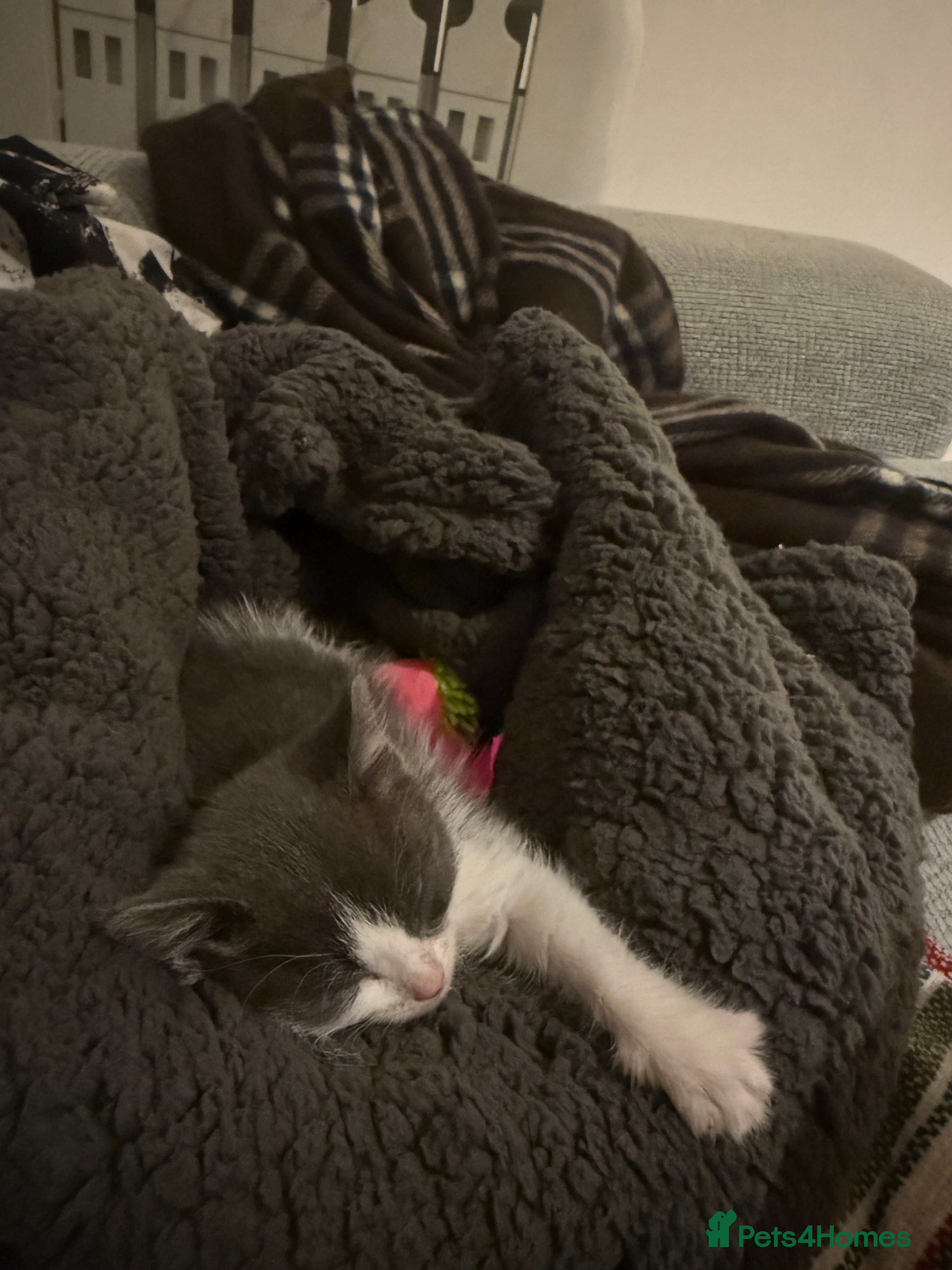 Mixed Breed cats Jacky - Advert 18