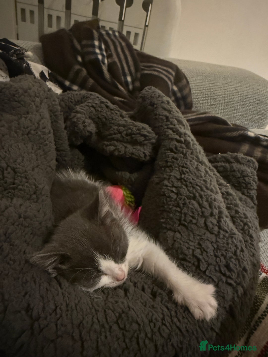 Mixed Breed cats for sale: Jacky - Advert 2