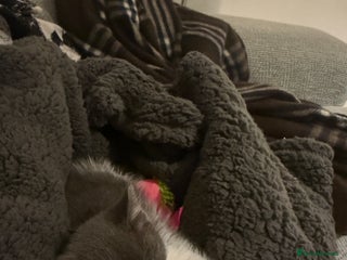 Mixed Breed cats Jacky - Advert 18