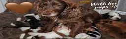 Cocker Spaniel dogs for sale: ⭐️⭐️Show type cocker spaniel puppies⭐️⭐️ - Advert 8