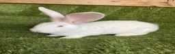 Continental Giant rabbits for sale: Purebred continental giants  - Advert 2