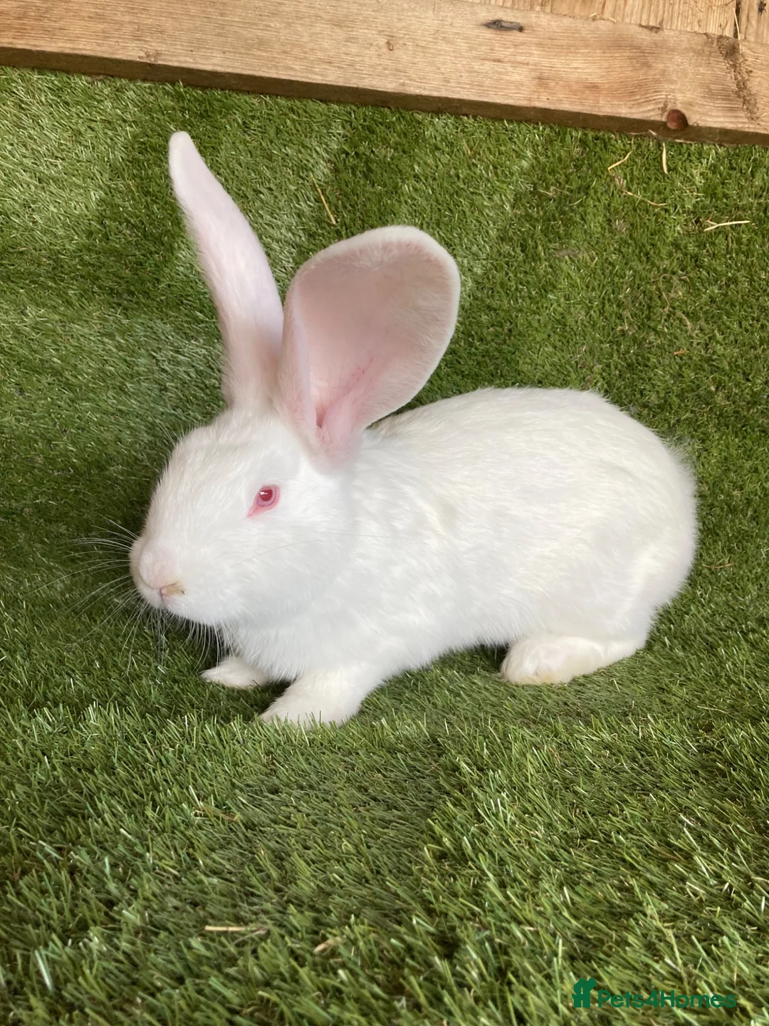 Continental Giant rabbits for sale: Purebred continental giants  - Advert 2