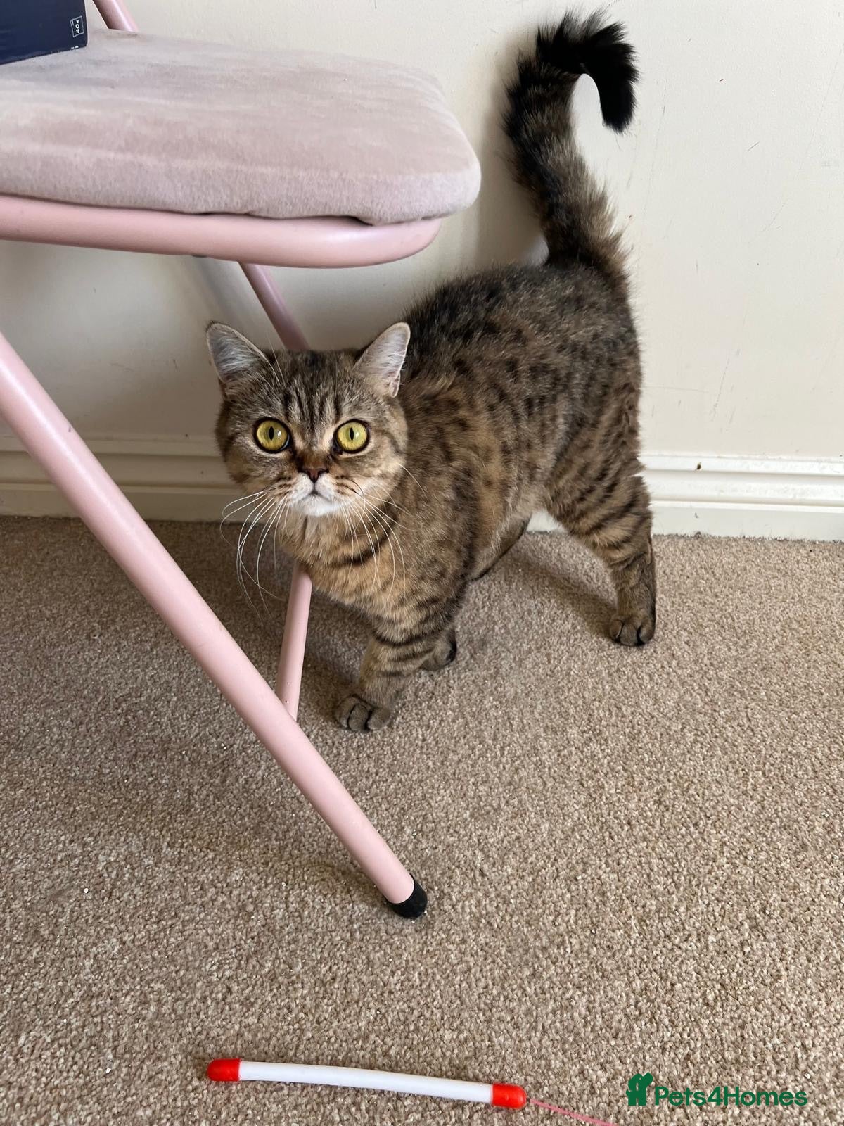 British Shorthair cats Beautiful british shorthair looking for a new home - Advert 2