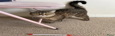British Shorthair 2